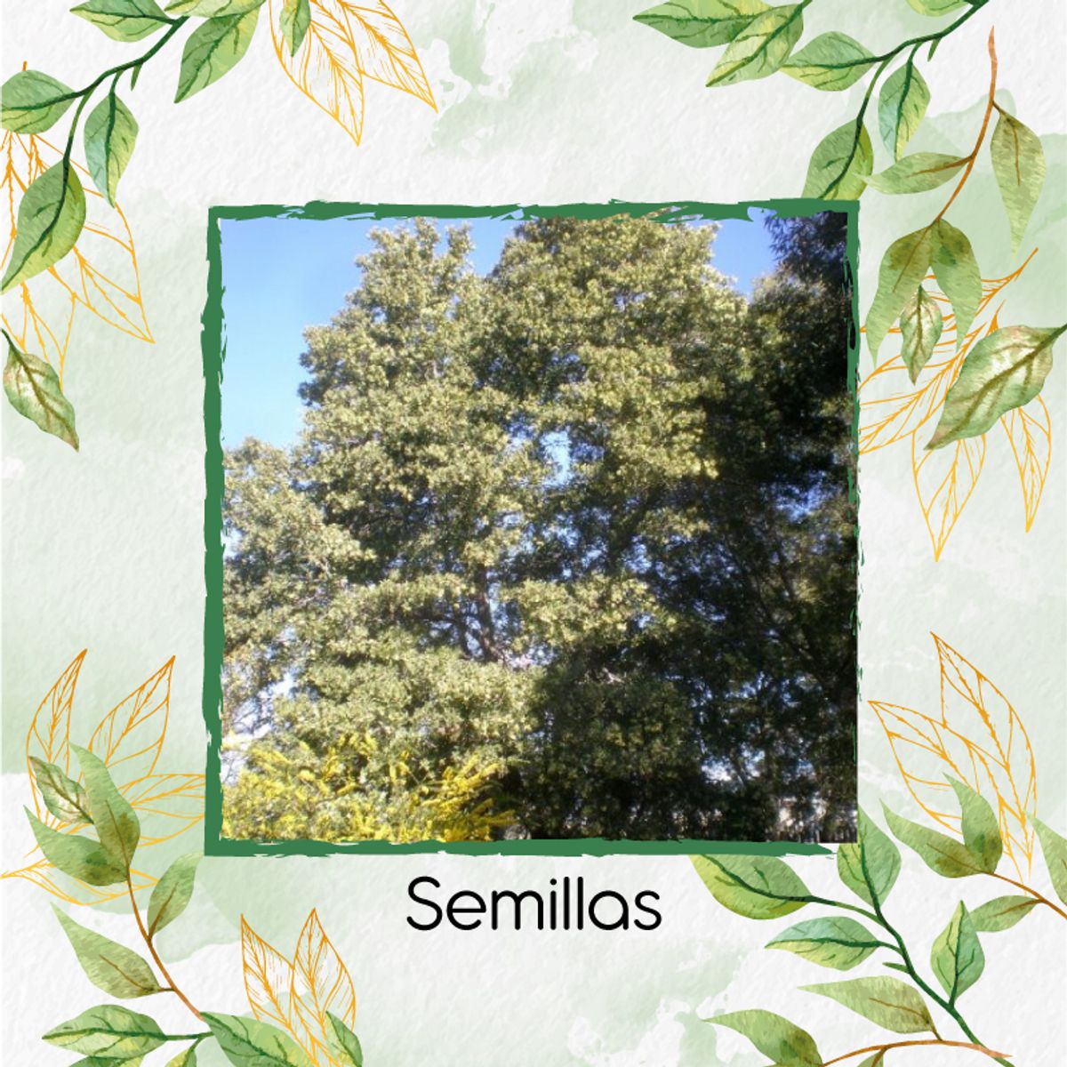 GENERICO - 20 Semillas Orgánicas De Árbol Acacia Japonesa + Kit De Germinación