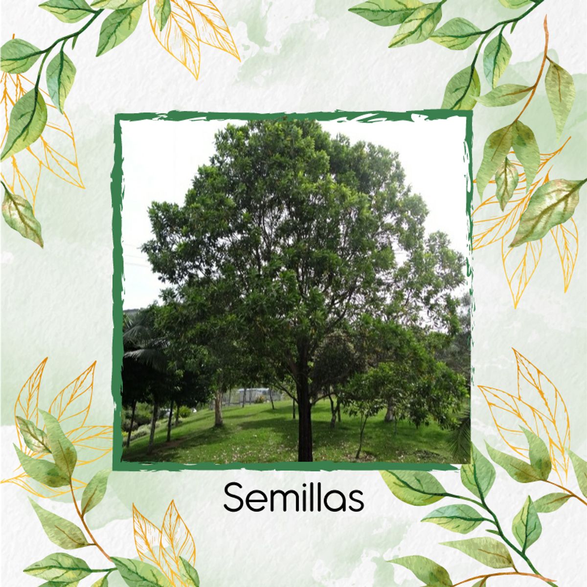 GENERICO - Combo De Fertilizantes Crema De Algas Para Árbol Acacia Mangium