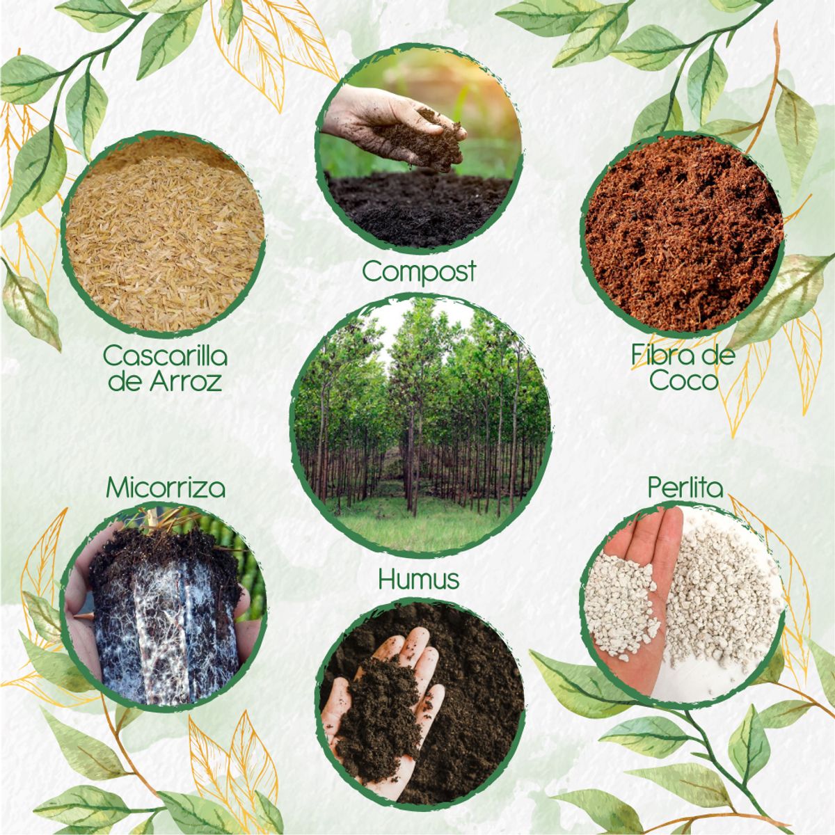 GENERICO - Kit De Acondicionadores De Suelos Para Árbol Acacia Mangium