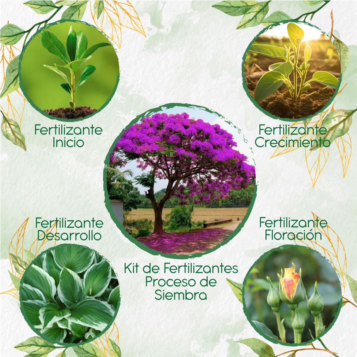 GENERICO - Kit De Fertilizantes Para La Siembra De Árbol Acacia Rosa