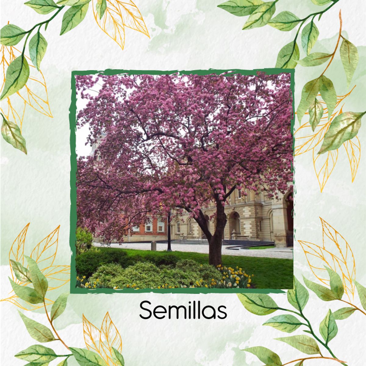 GENERICO - Kit De Fertilizantes Para La Siembra De Árbol Acacia Rosa