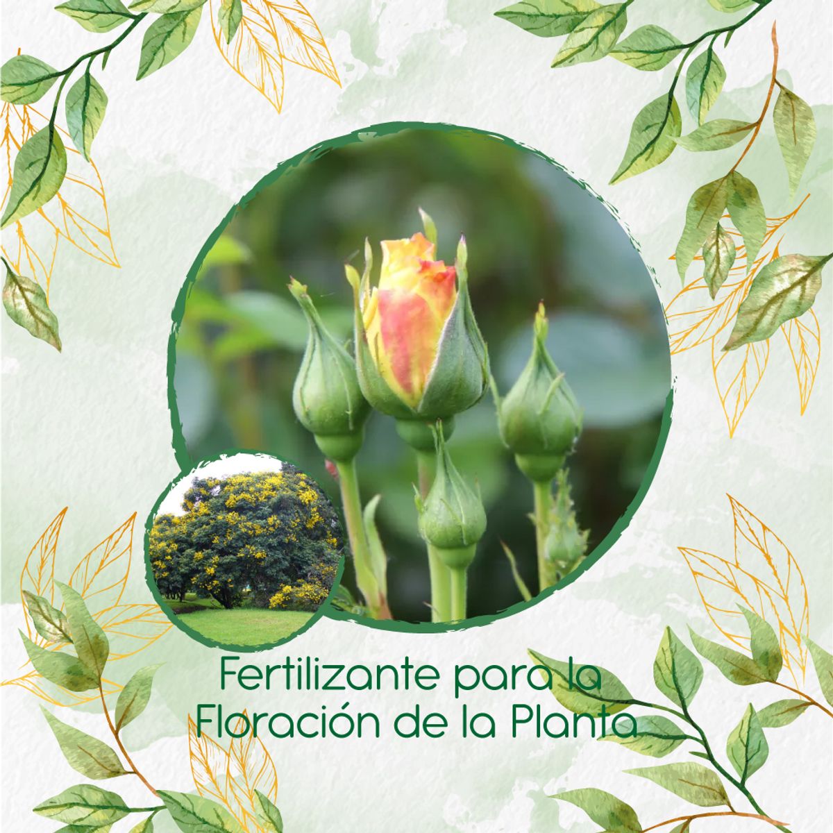 GENERICO - Fertilizante Para La Floración De Árbol Alcaparro