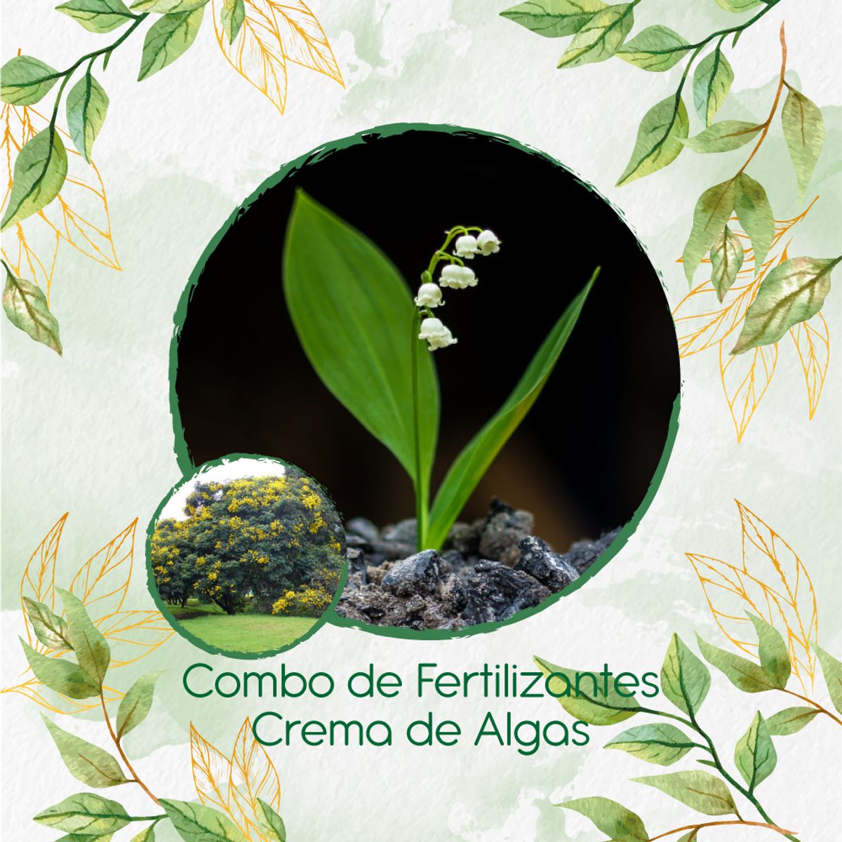 GENERICO - Combo De Fertilizantes Crema De Algas Para Árbol Alcaparro