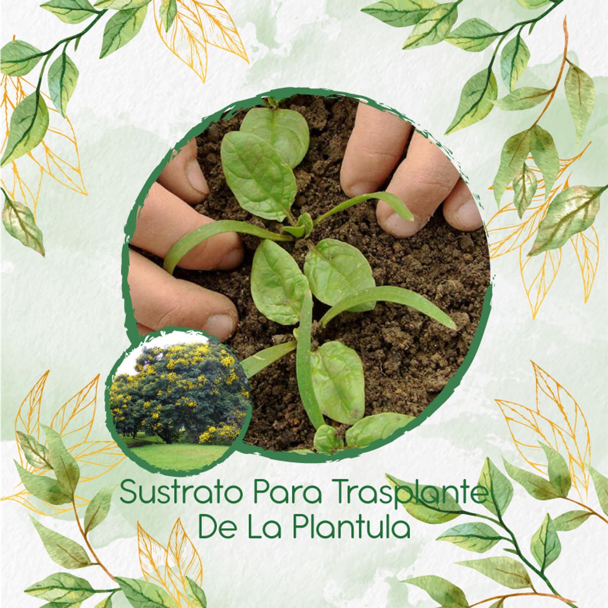 GENERICO - Sustrato Para Trasplante De Árbol Alcaparro
