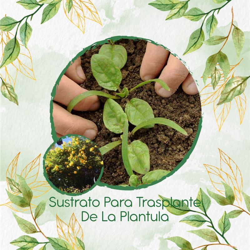 GENERICO - Sustrato Para Trasplante De Árbol Alcaparro Enano