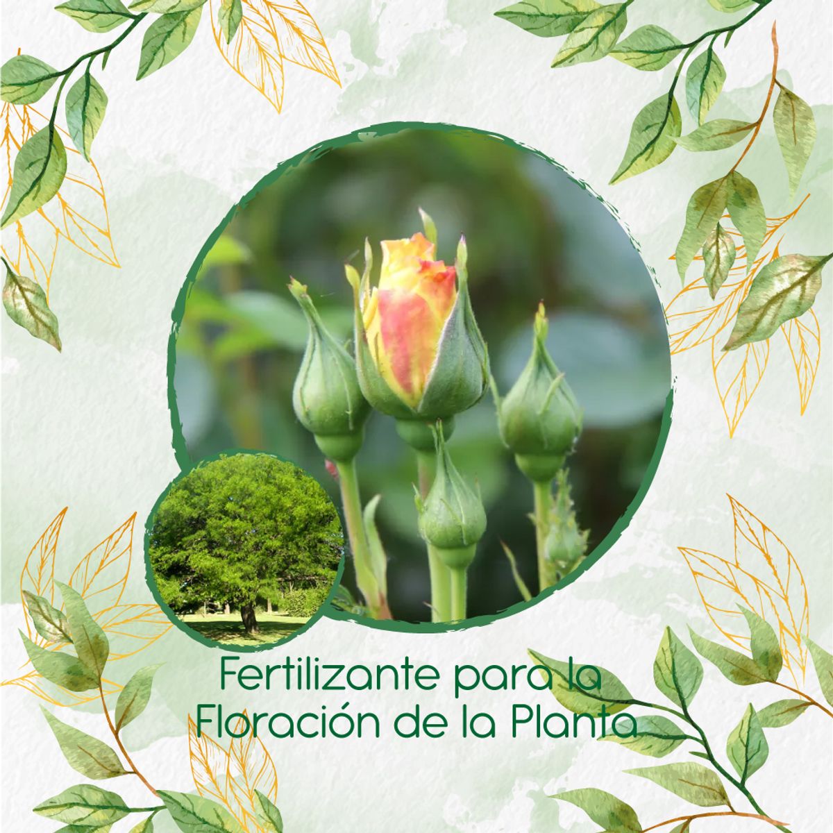 GENERICO - Fertilizante Para La Floración De Árbol Algarrobo