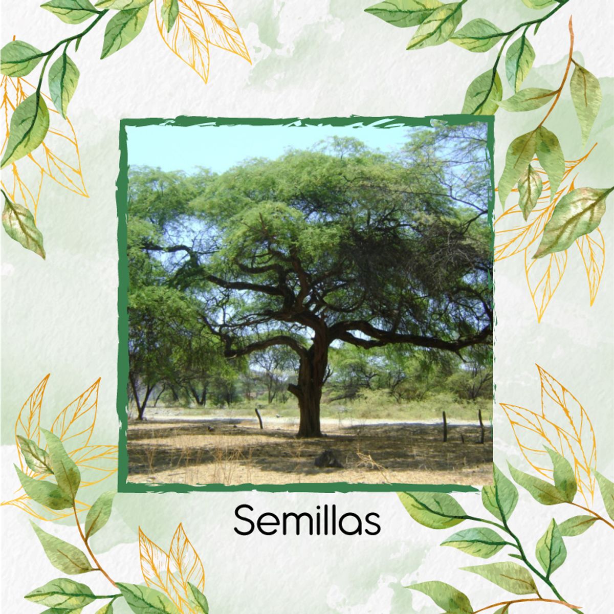GENERICO - Fertilizante Para La Floración De Árbol Algarrobo