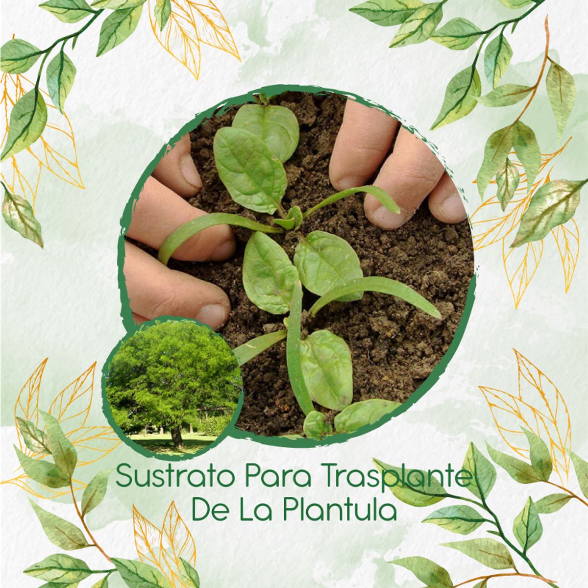 GENERICO - Sustrato Para Trasplante De Árbol Algarrobo