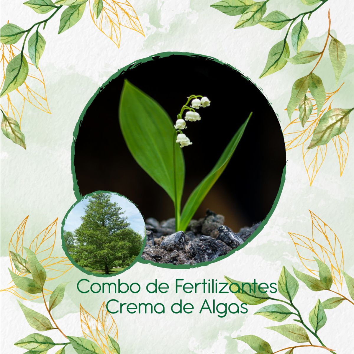 GENERICO - Combo De Fertilizantes Crema De Algas Para Árbol Aliso