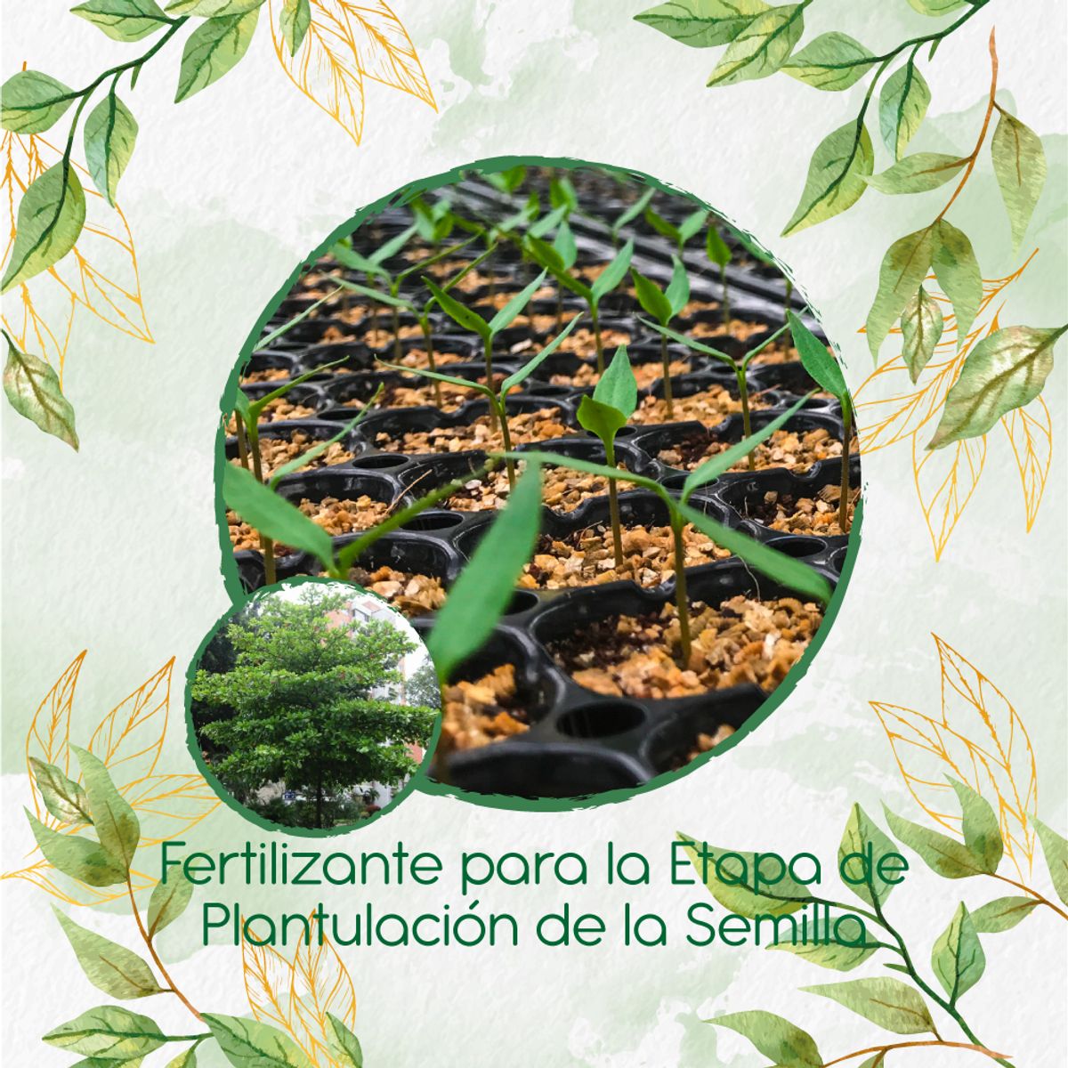 GENERICO - Fertilizante De Plantulación Para Árbol Almendro