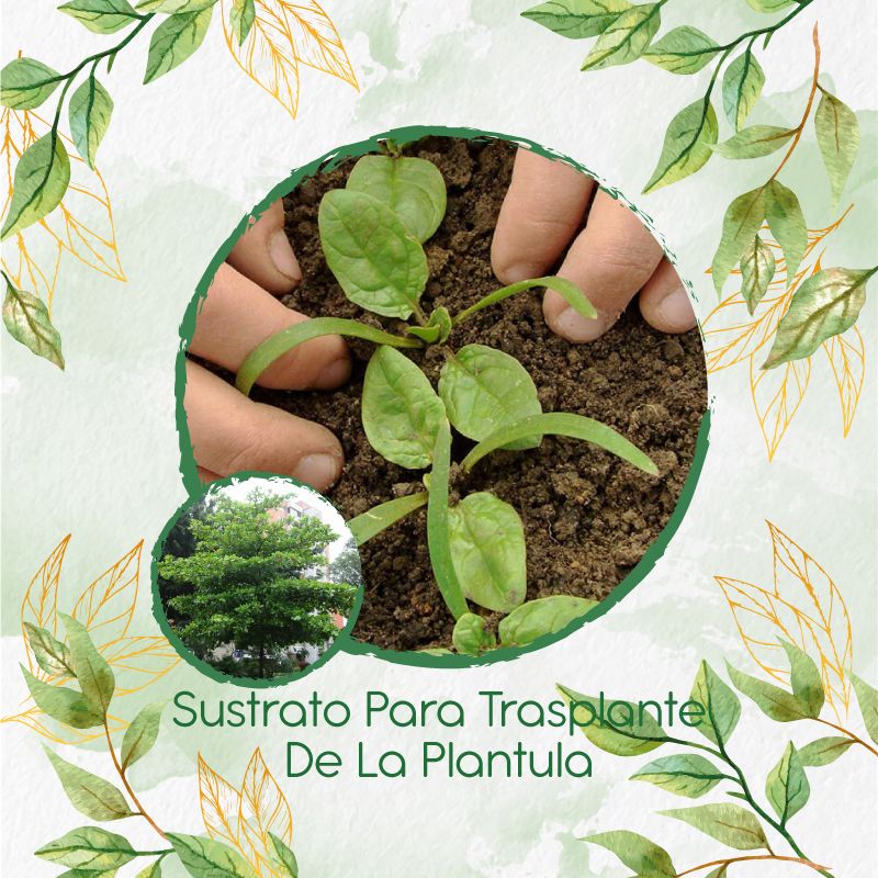 GENERICO - Sustrato Para Trasplante De Árbol Almendro