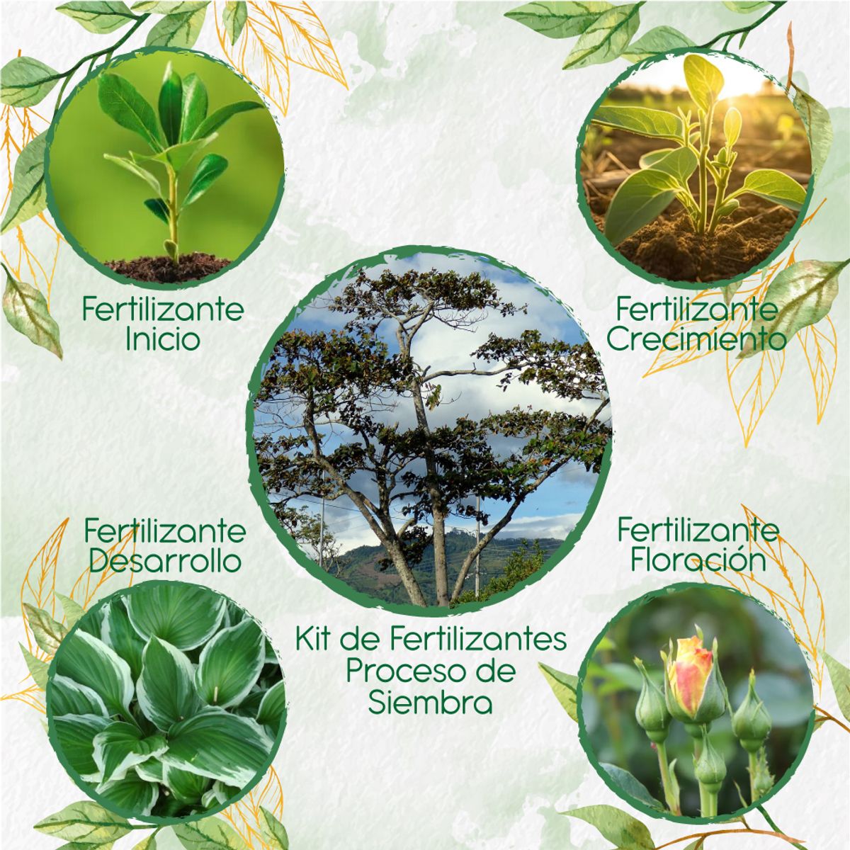 GENERICO - Kit De Fertilizantes Para La Siembra De Árbol Balso