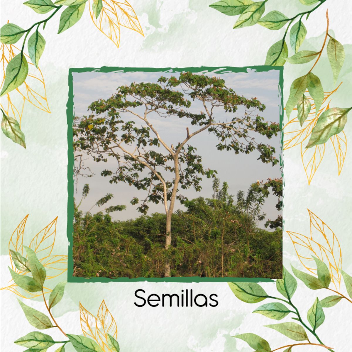 GENERICO - Kit De Fertilizantes Para La Siembra De Árbol Balso