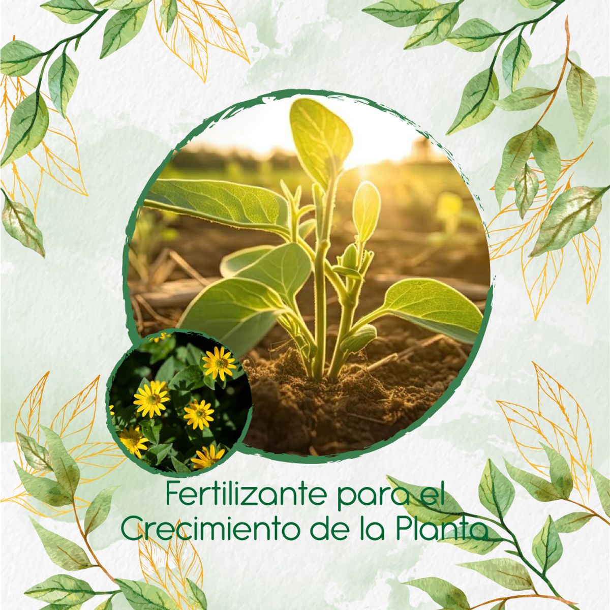 GENERICO - Fertilizante Para El Crecimiento De Botón De Oro