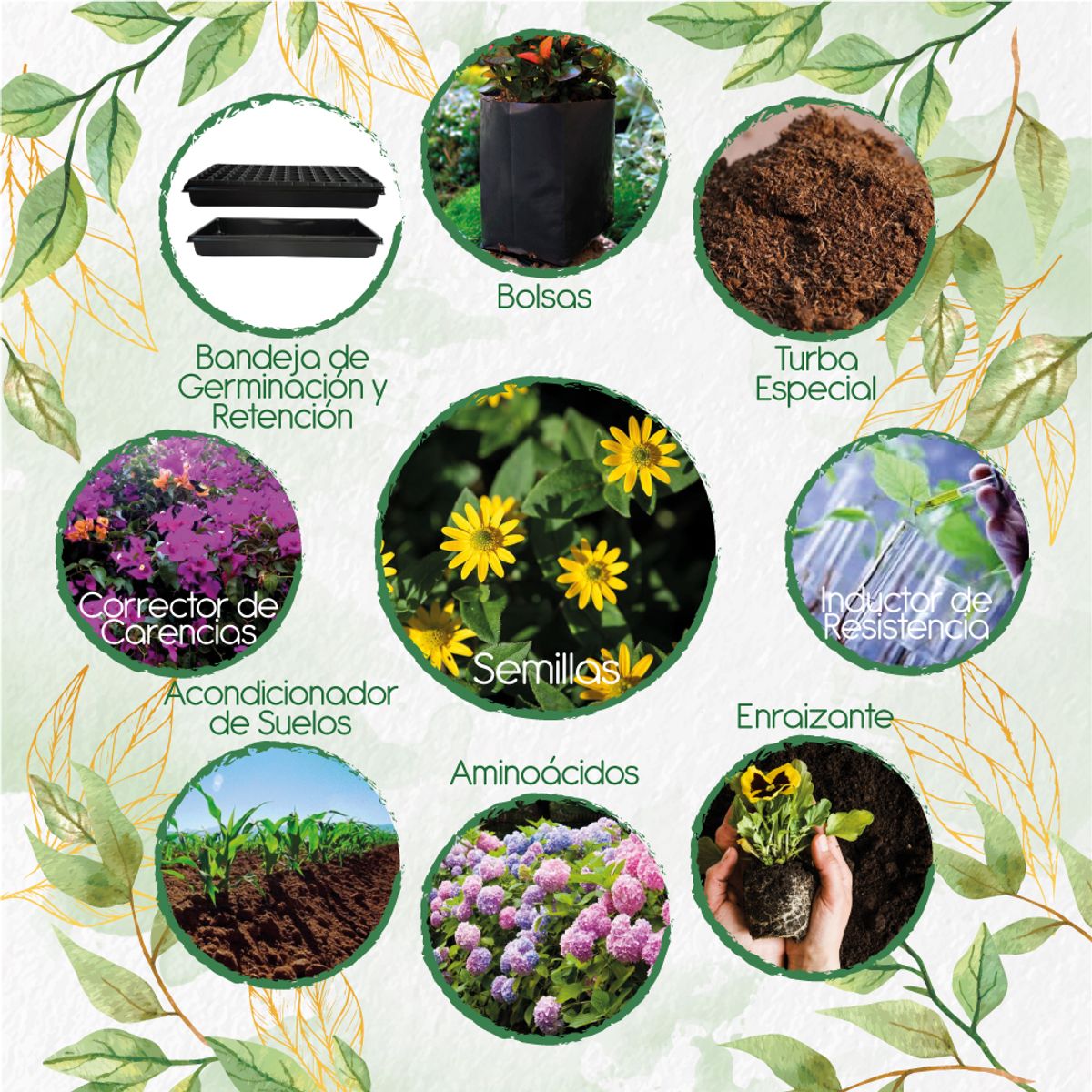 GENERICO - 100 Semillas De Botón De Oro + Kit De Producción