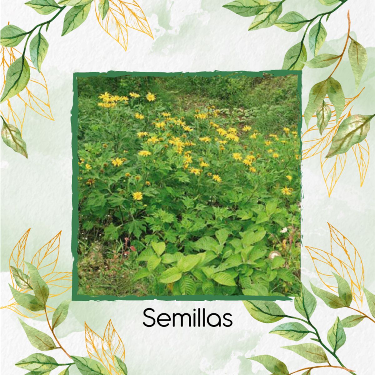 GENERICO - 100 Semillas De Botón De Oro + Kit De Producción