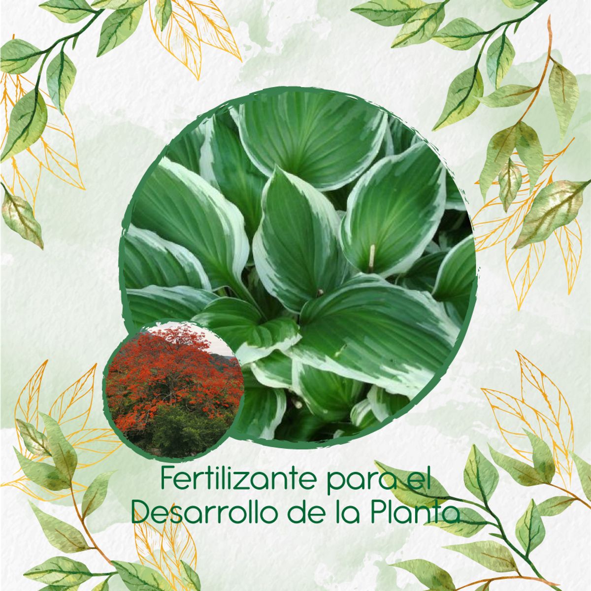 GENERICO - Fertilizante Para El Desarrollo De Árbol Búcaro -Cachimbo