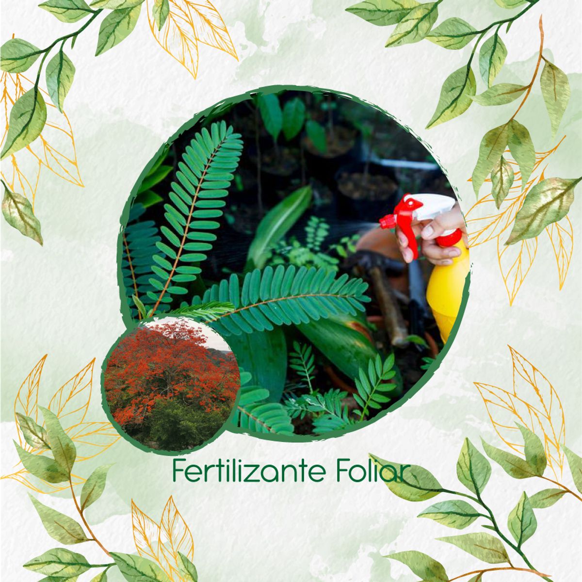 GENERICO - Fertilizante Generación De Brotes Para Árbol Búcaro - Cachimbo