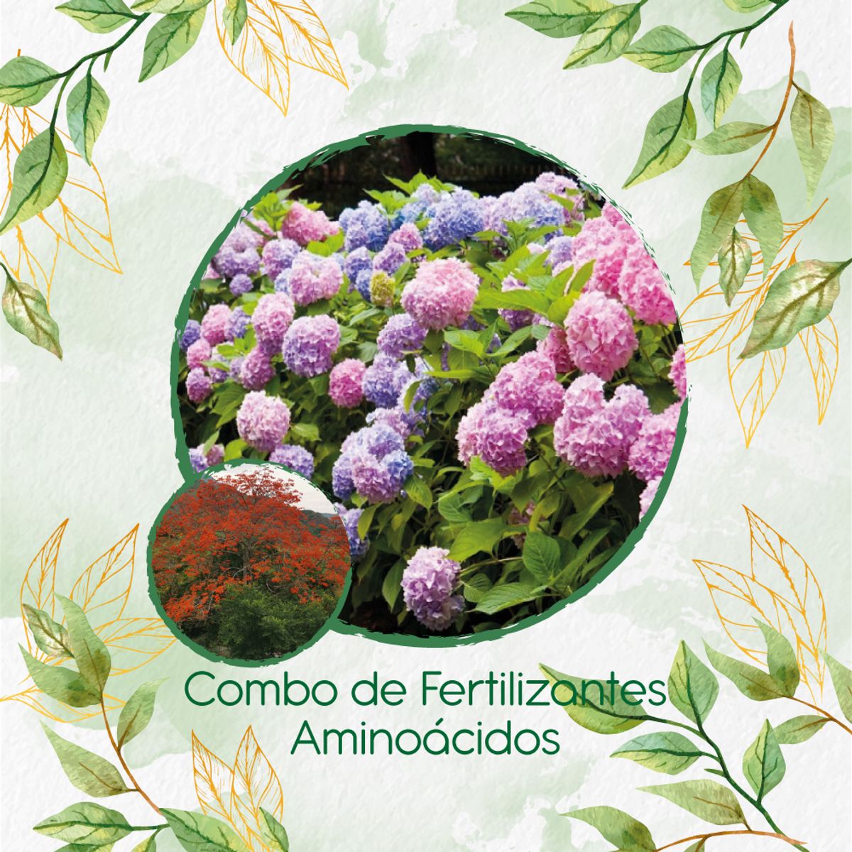 GENERICO - Combo De Fertilizantes Aminoácidos Para Árbol Búcaro - Cachimbo