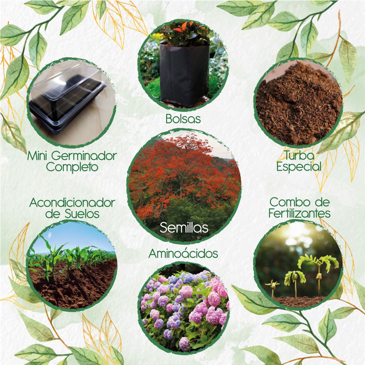 GENERICO - 10 Semillas De Árbol Búcaro - Cachimbo + Kit De Germinación Especial