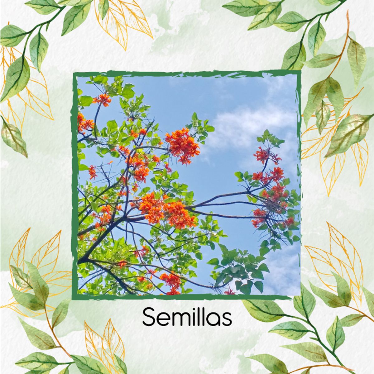 GENERICO - 10 Semillas De Árbol Búcaro - Cachimbo + Kit De Germinación Especial