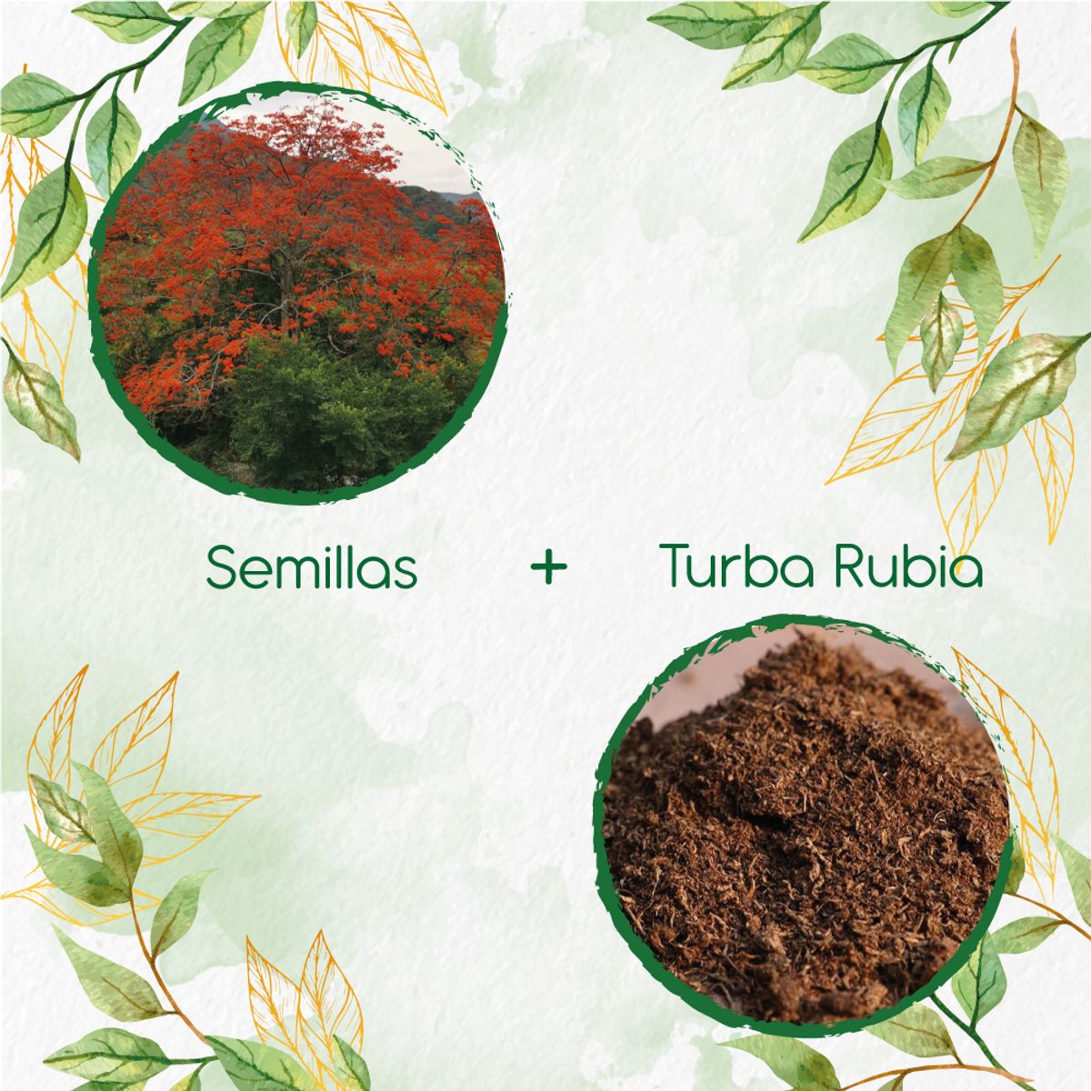 GENERICO - 10 Semillas De Árbol Búcaro - Cachimbo + Turba De Germinación