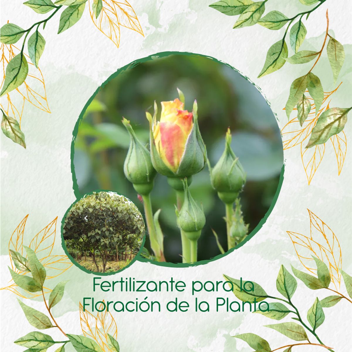 GENERICO - Fertilizante Para La Floración De Árbol Cajeto