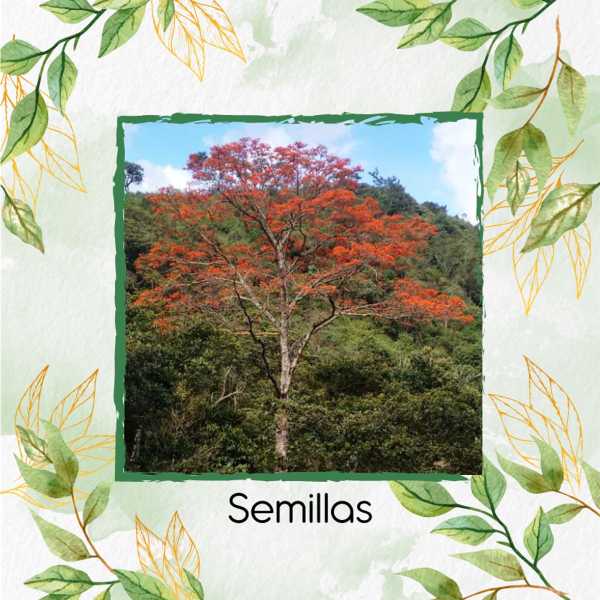 GENERICO - 60 Semillas De Árbol Cámbulo + Kit De Siembra