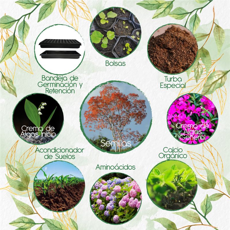 GENERICO - 30 Semillas De Árbol Cámbulo + Kit Orgánico