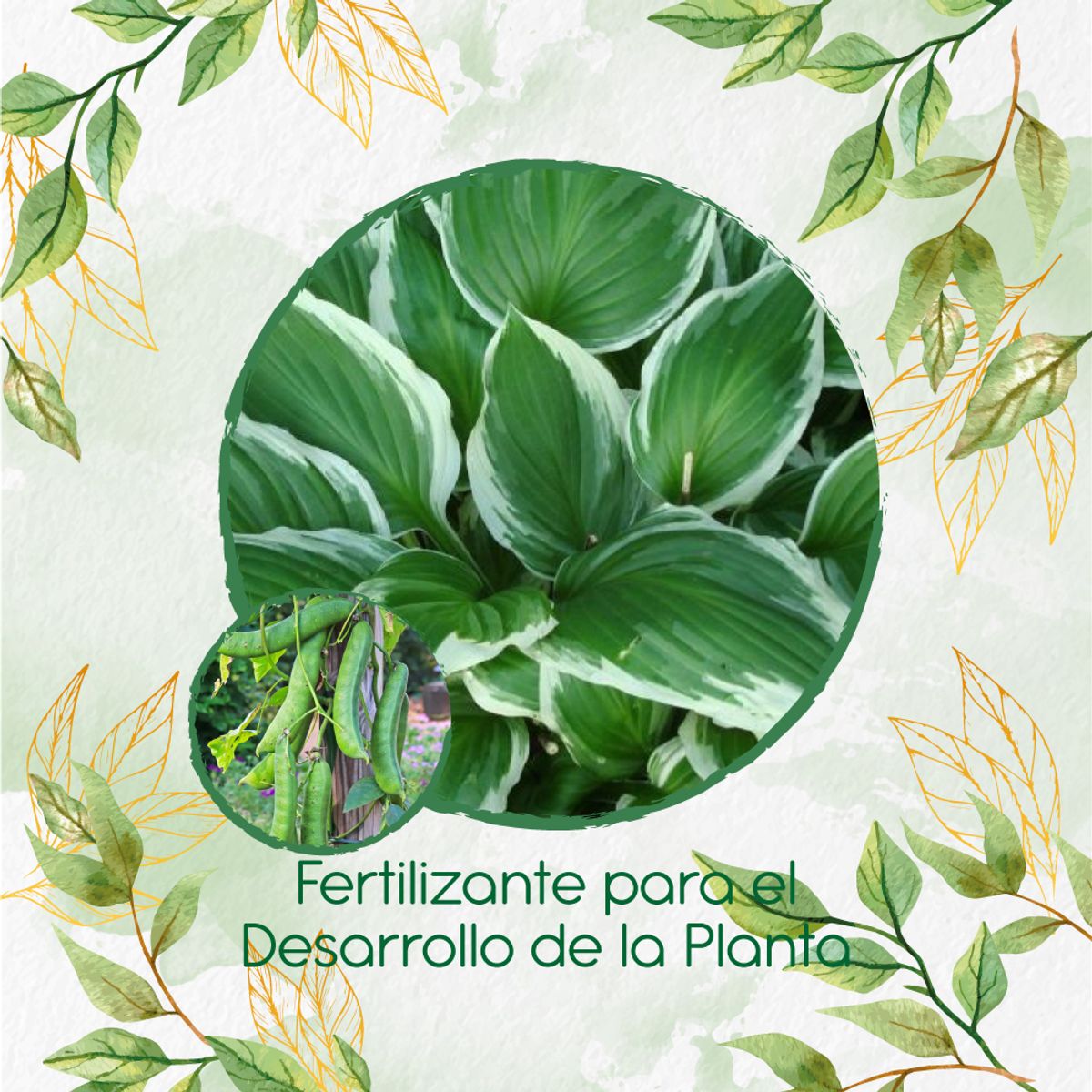 GENERICO - Fertilizante Para El Desarrollo De Canavalia
