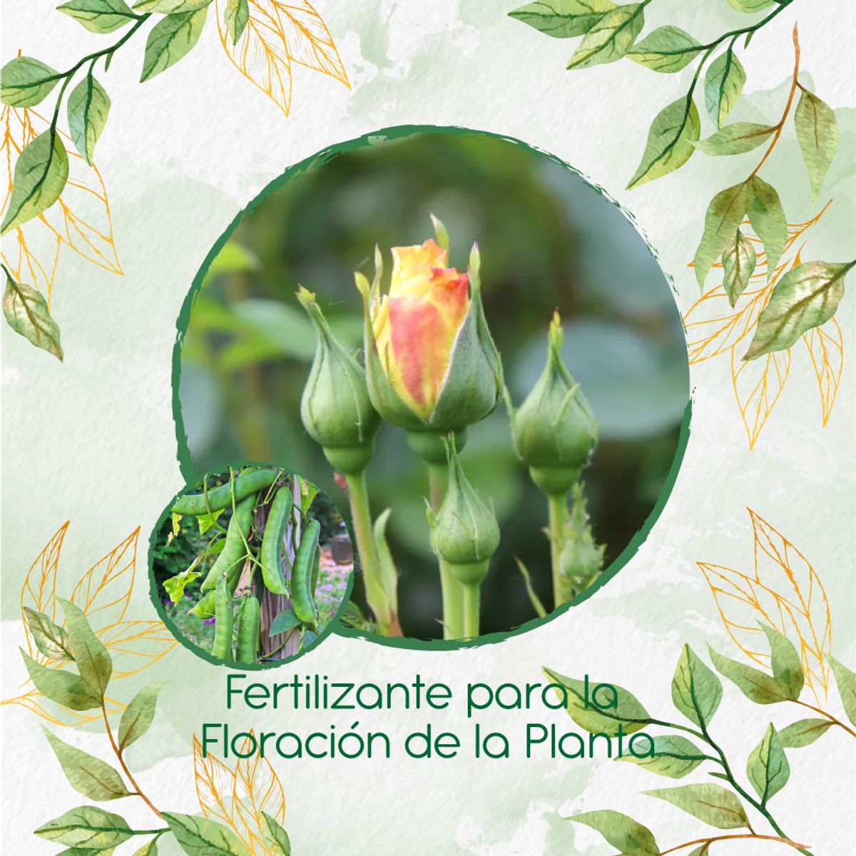 GENERICO - Fertilizante Para La Floración De Canavalia