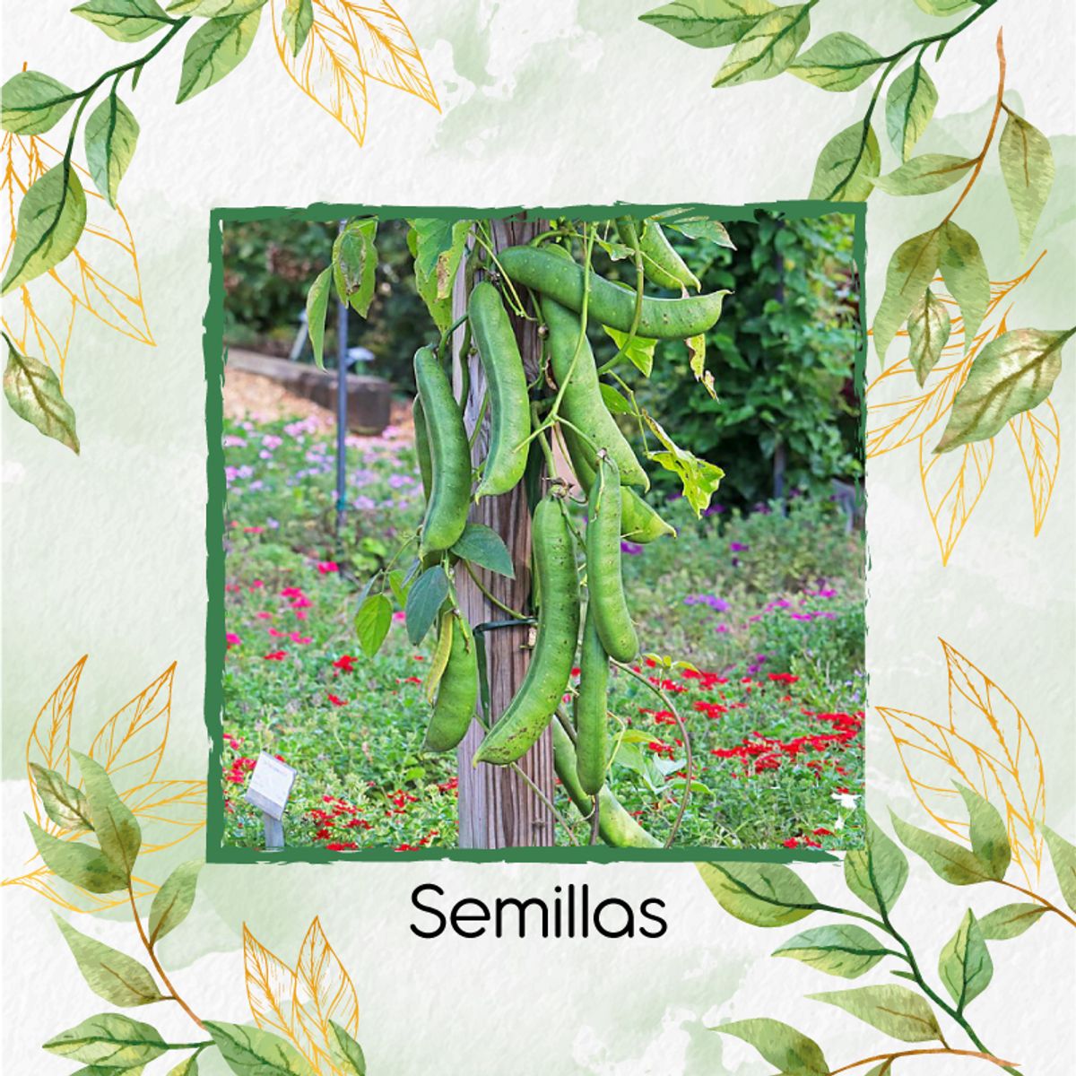 GENERICO - Fertilizante Para La Floración De Canavalia