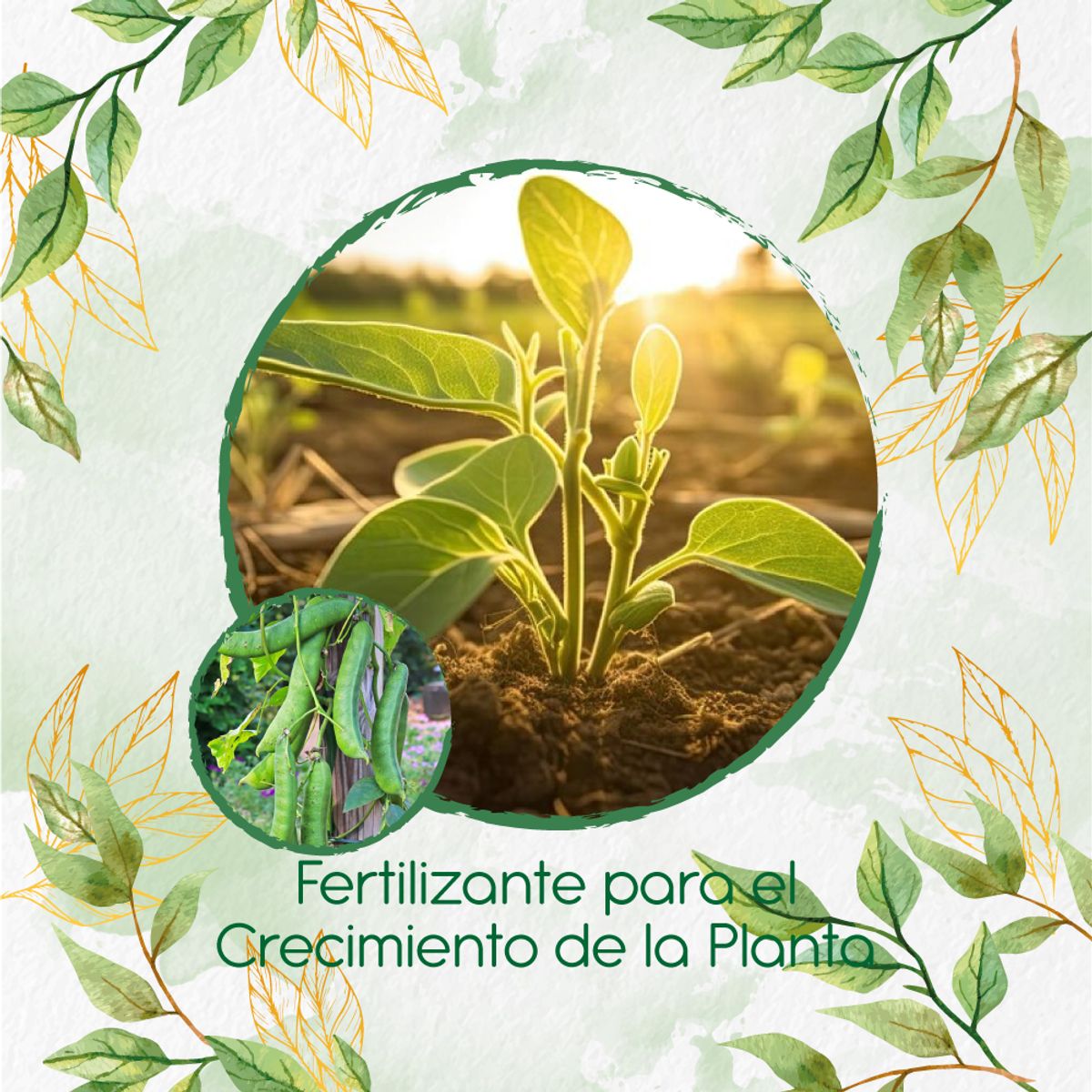 GENERICO - Fertilizante Para El Crecimiento De Canavalia