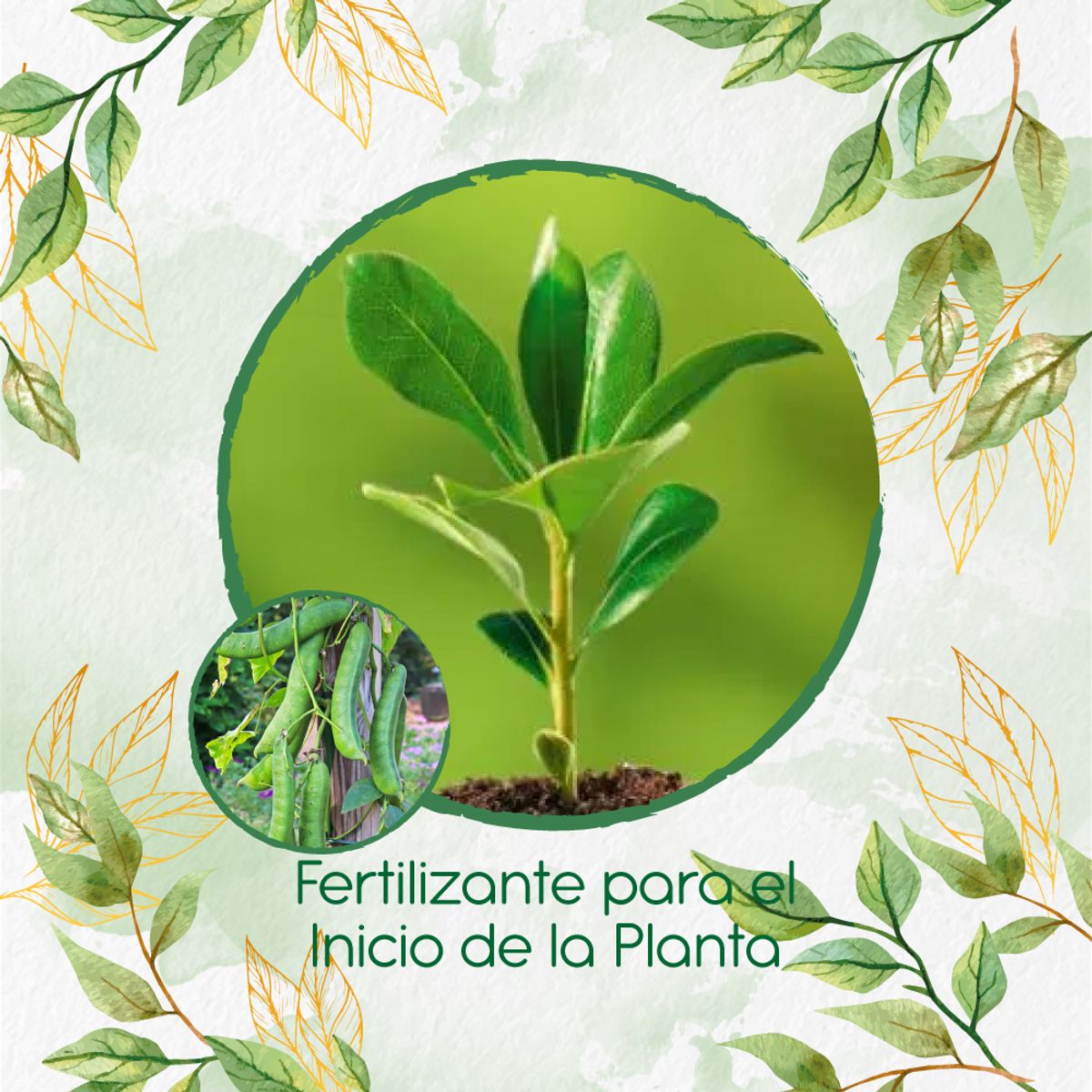 GENERICO - Fertilizante Para El Inicio De Canavalia