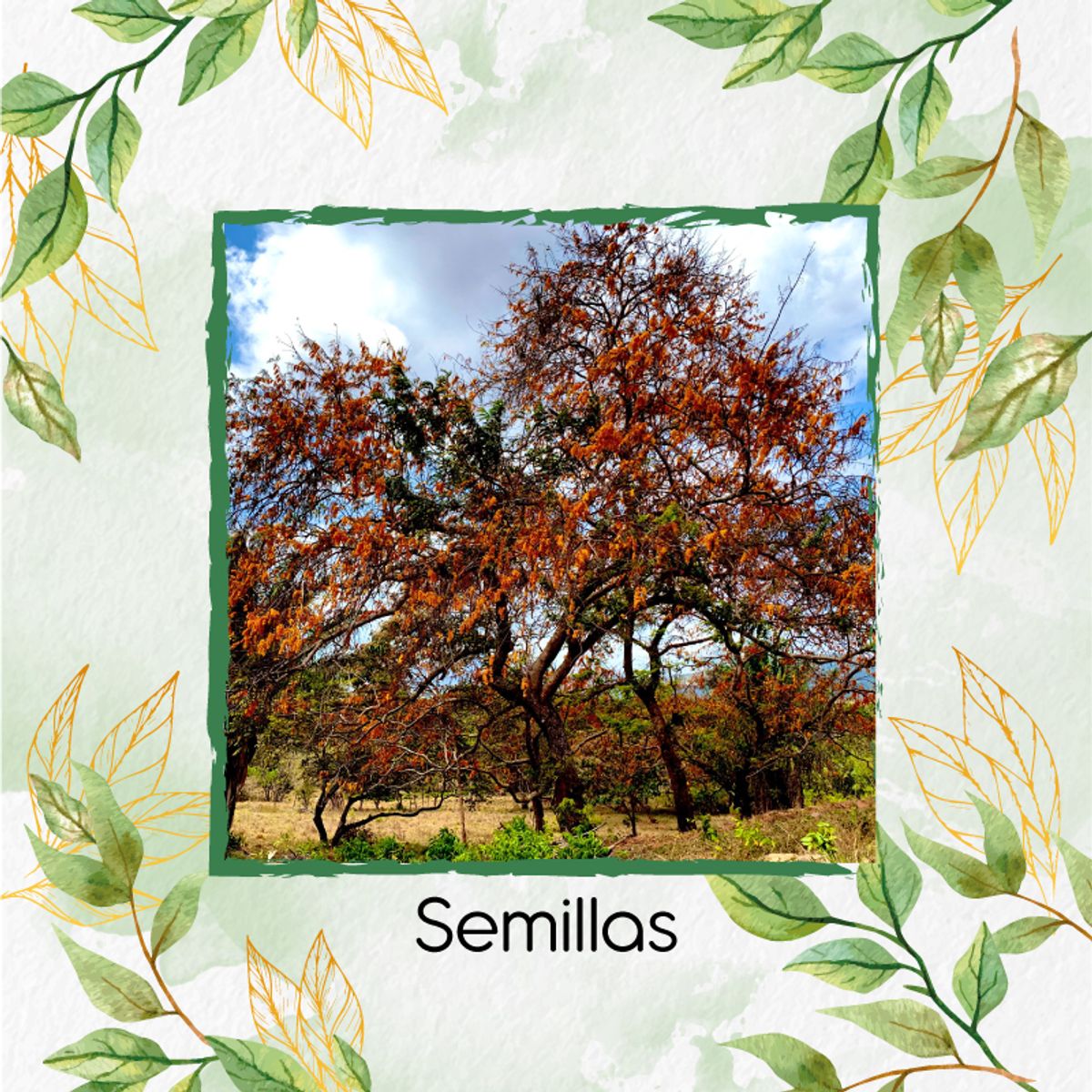 GENERICO - Combo De Fertilizantes Aminoácidos Para Árbol Cañafistol - Llanero