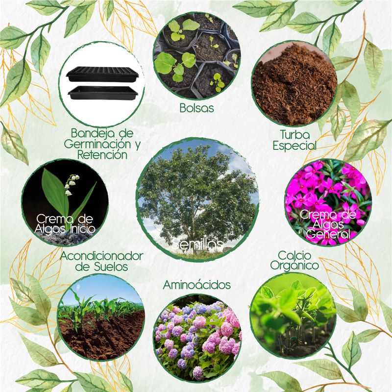 GENERICO - 10 Semillas De Árbol Caoba + Kit Orgánico