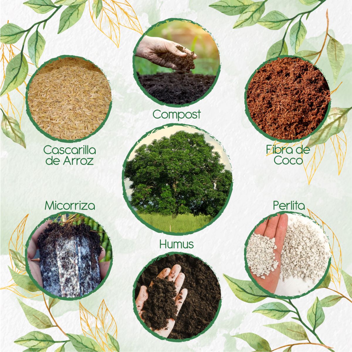 GENERICO - Kit De Acondicionadores De Suelos Para Árbol Caracolí