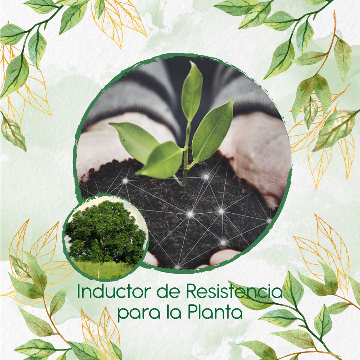 GENERICO - Fertilizante Inductor De Resistencia Para Árbol Caracolí