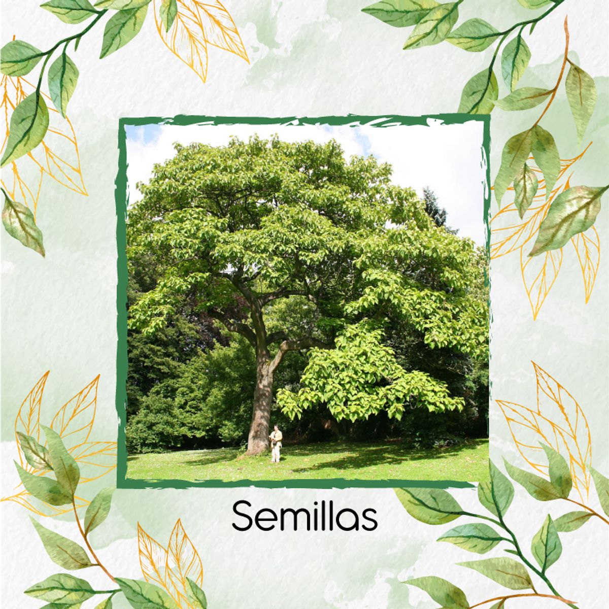 GENERICO - Fertilizante Inductor De Resistencia Para Árbol Caracolí