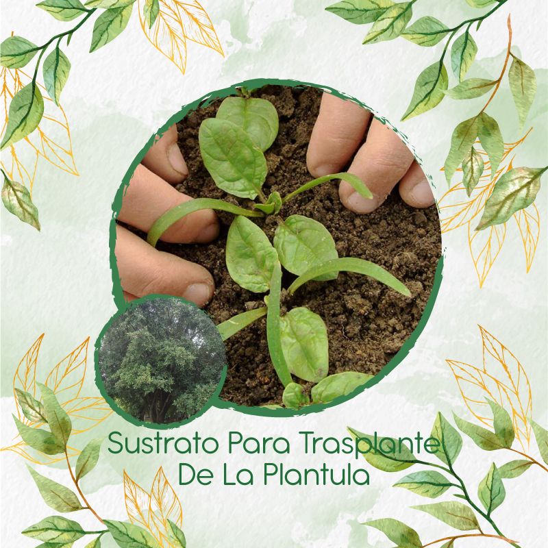 GENERICO - Sustrato Para Trasplante De Árbol Caucho Sabanero