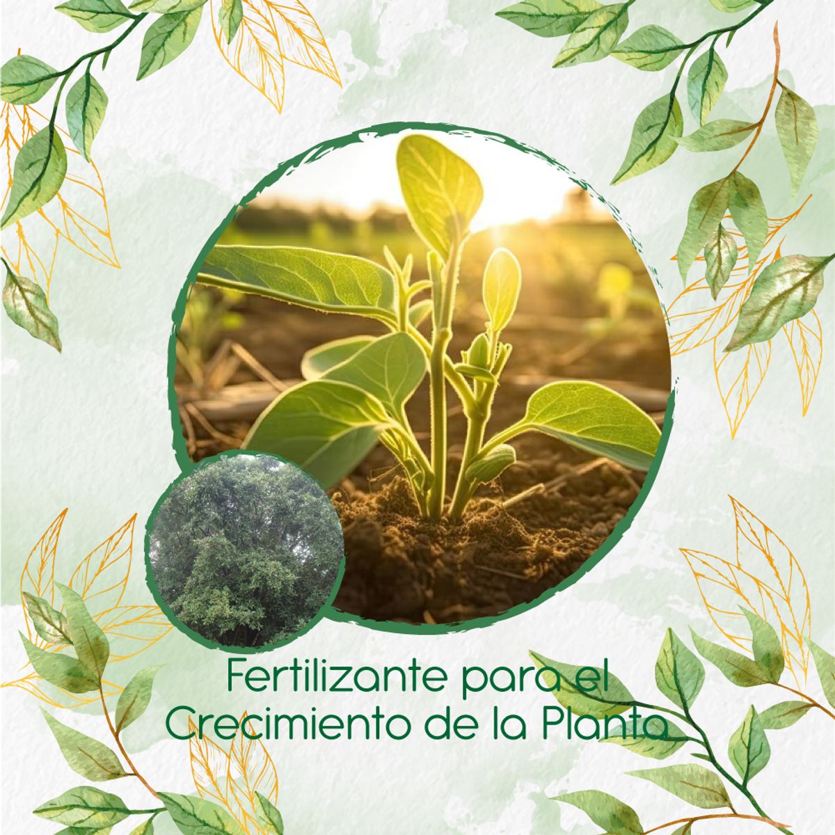 GENERICO - Fertilizante Para El Crecimiento De Árbol Caucho Sabanero