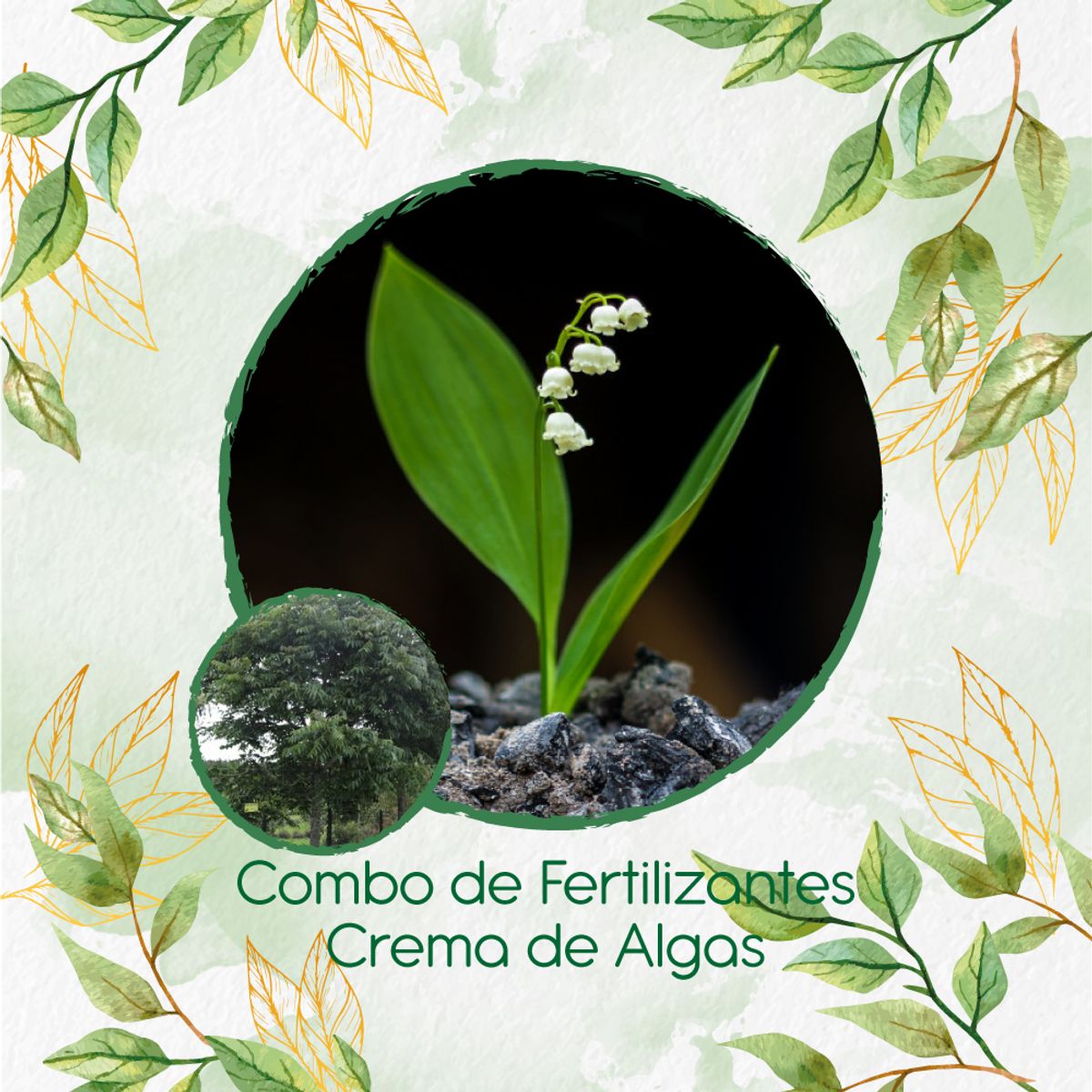 GENERICO - Combo De Fertilizantes Crema De Algas Para Árbol Cedro Negro