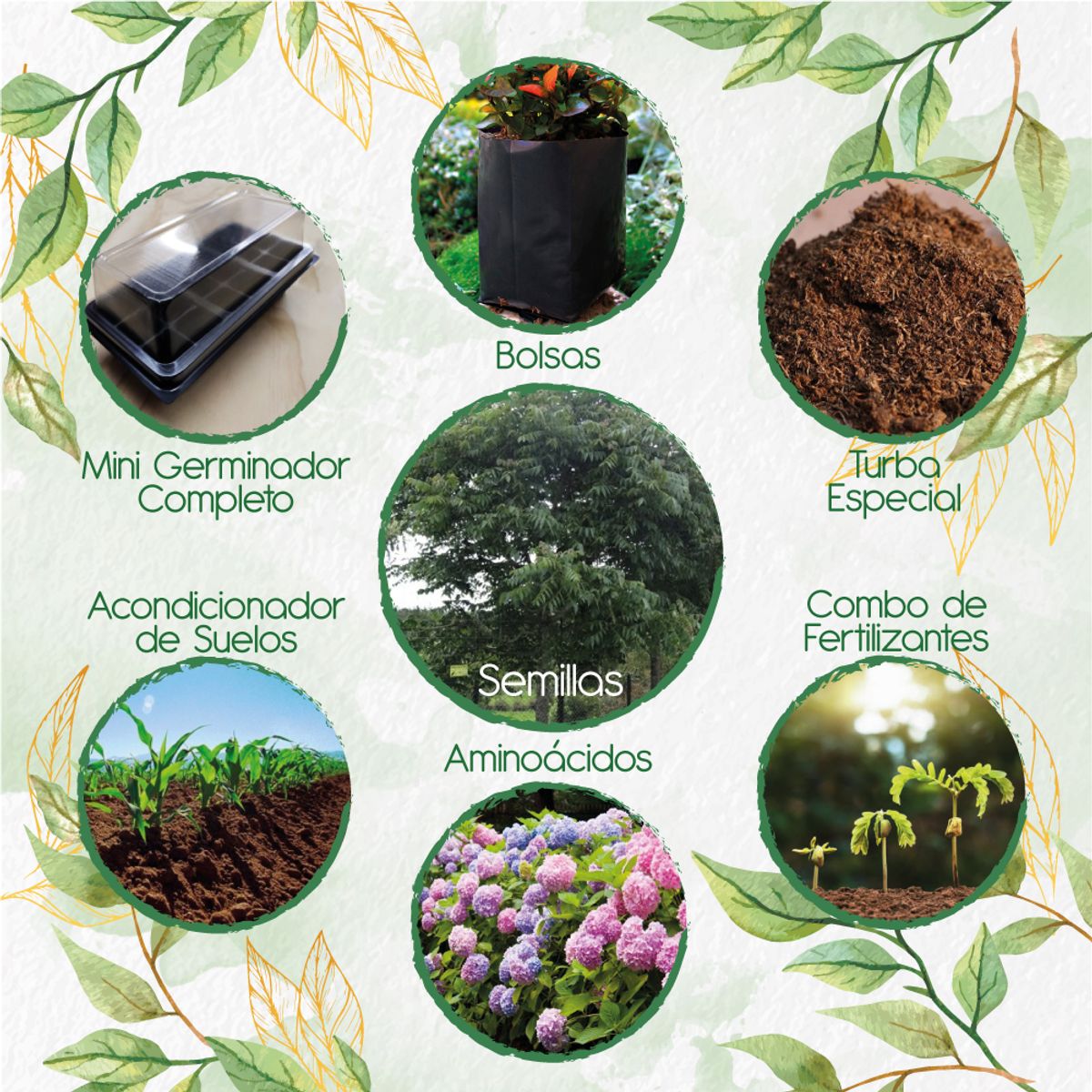 GENERICO - 3 Semillas De Árbol Cedro Negro + Kit De Germinación Especial