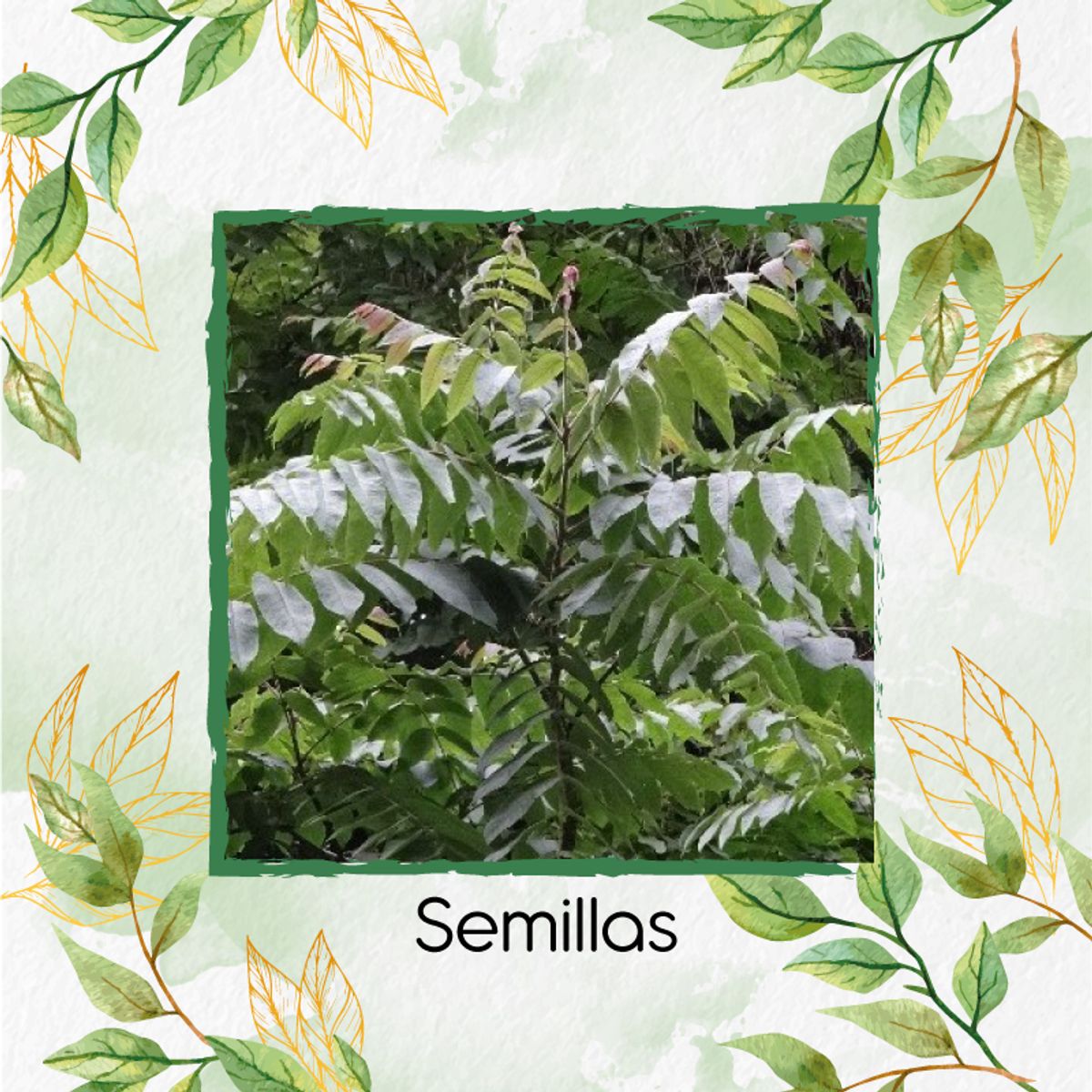 GENERICO - 3 Semillas De Árbol Cedro Negro + Kit De Germinación Especial