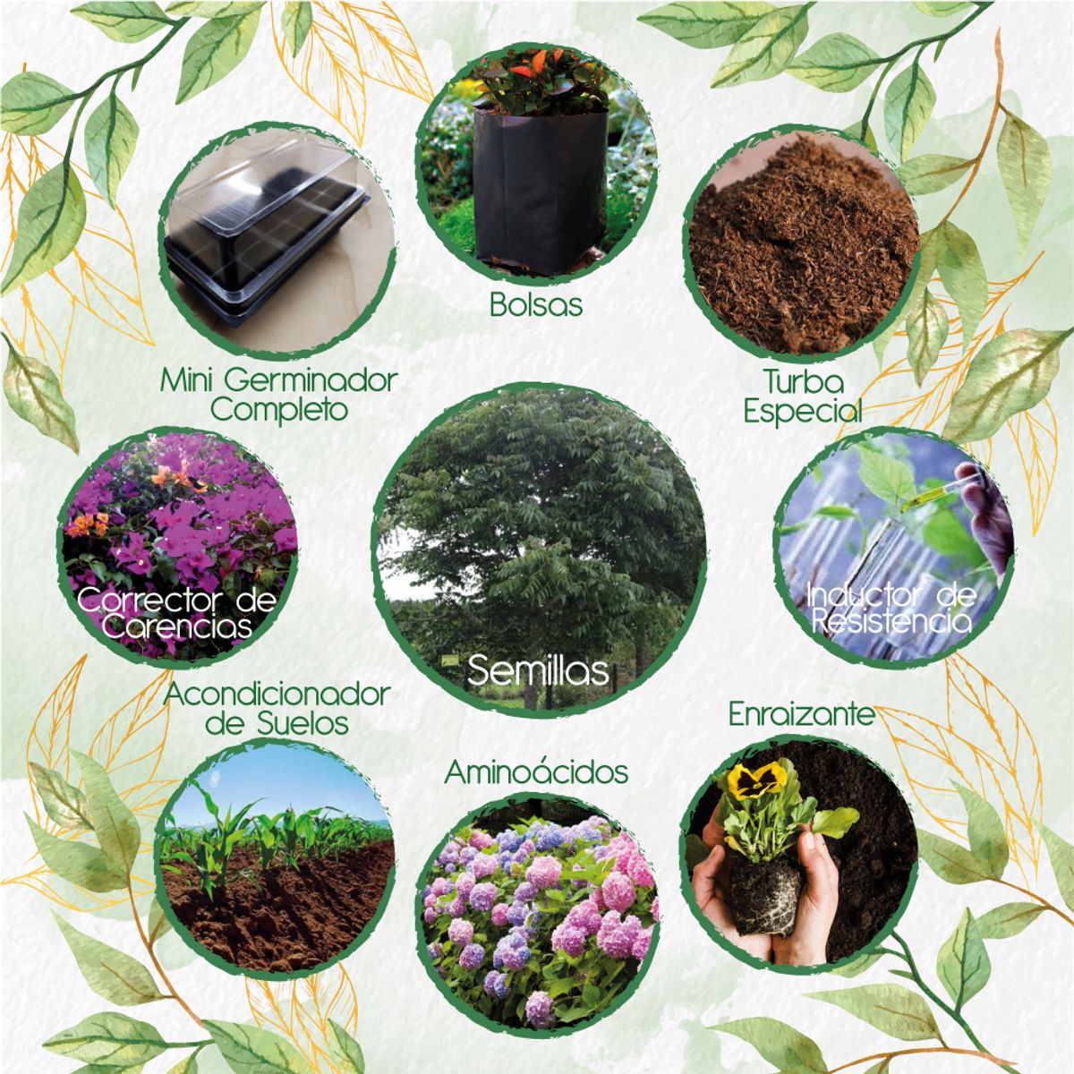 GENERICO - 3 Semillas De Árbol Cedro Negro + Kit Completo De Germinación