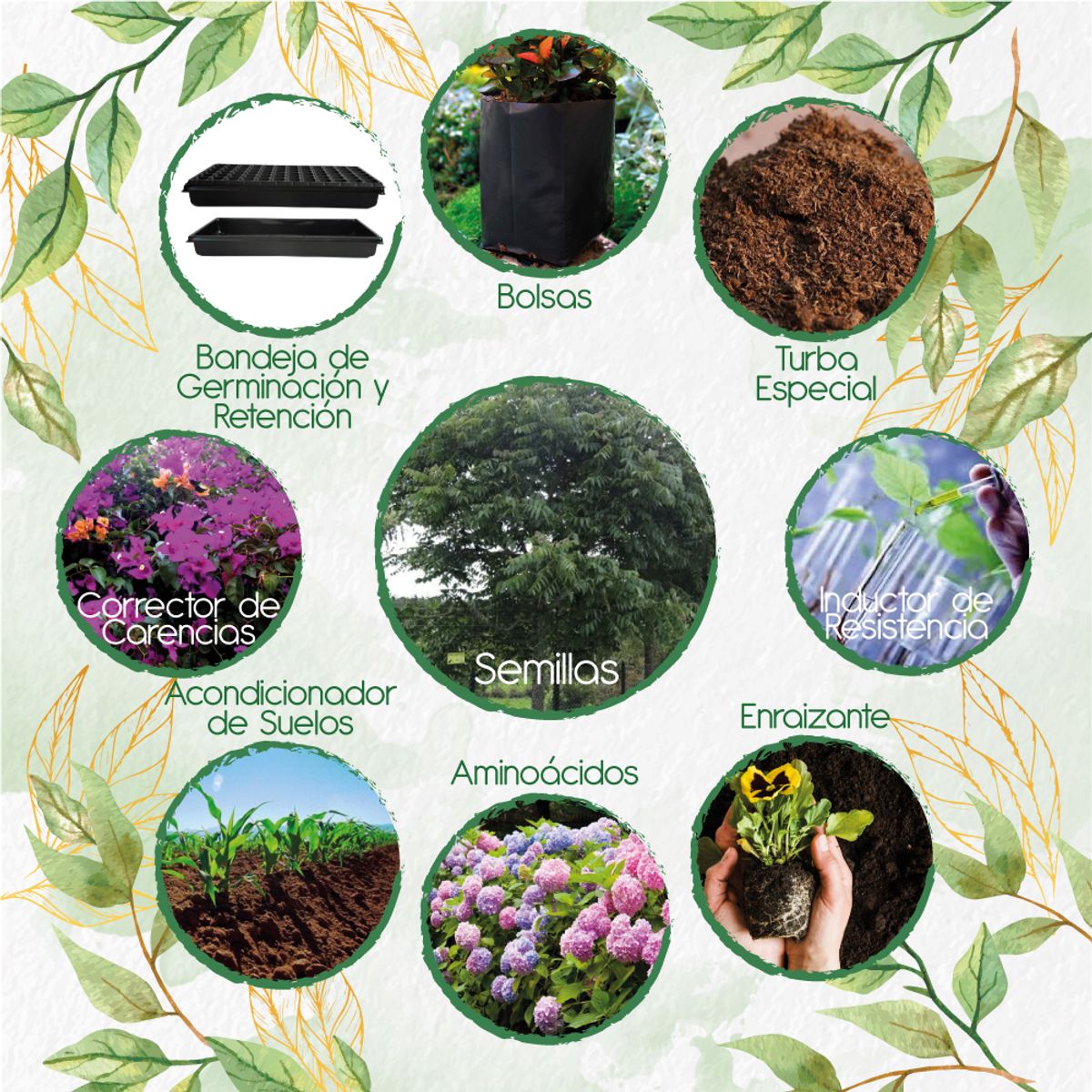 GENERICO - 6 Semillas De Árbol Cedro Negro + Kit De Producción