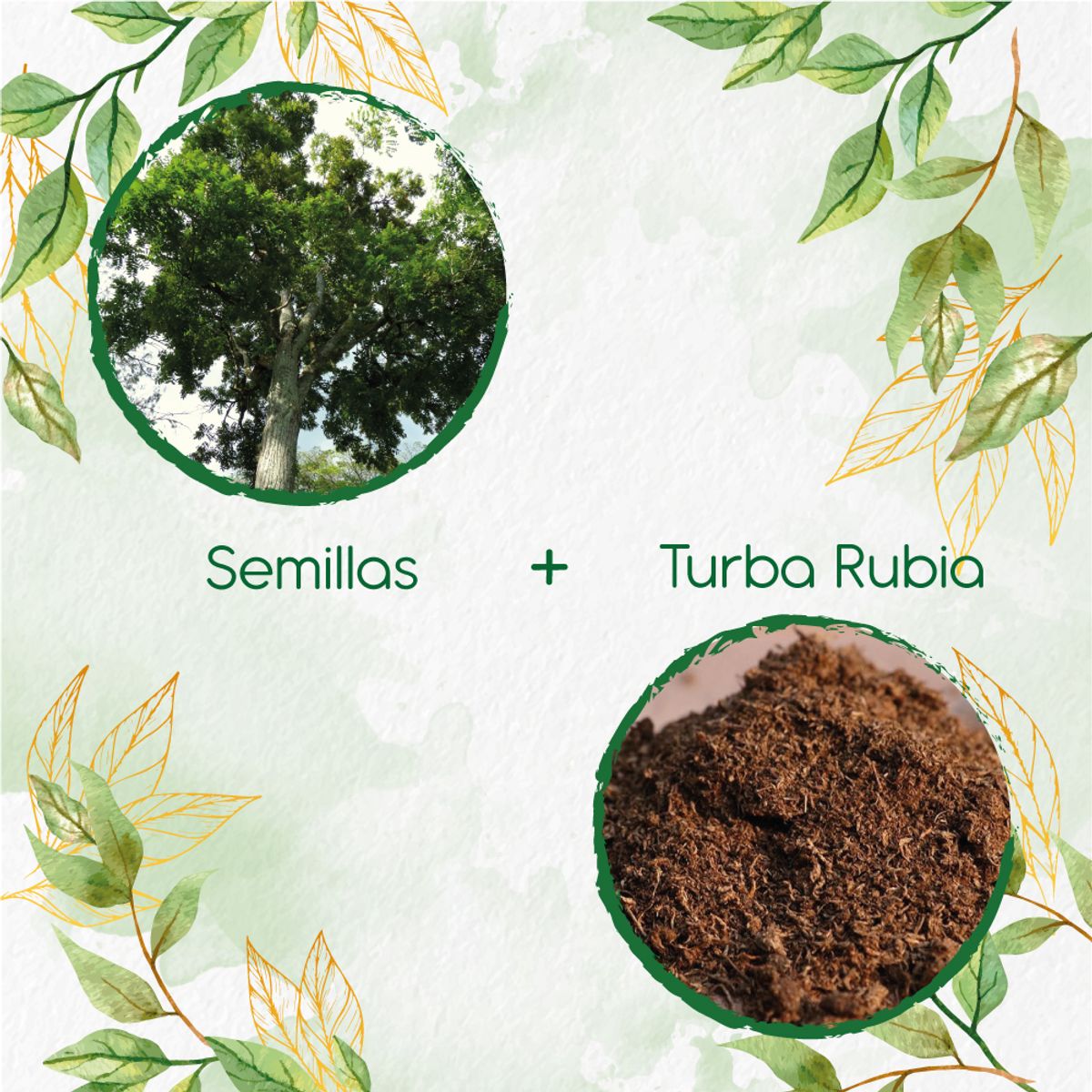GENERICO - 50 Semillas De Árbol Cedro Rosado + Turba De Germinación