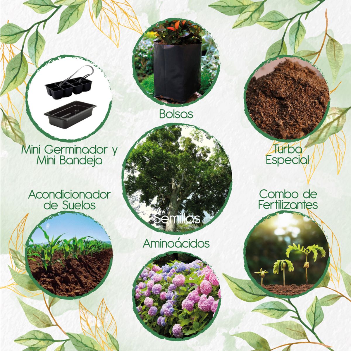 GENERICO - 25 Semillas Orgánicas De Árbol Cedro Rosado + Kit De Germinación