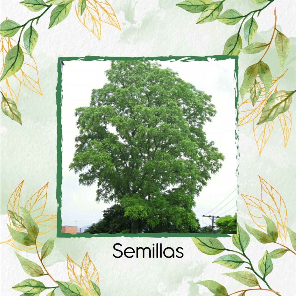 GENERICO - 25 Semillas Orgánicas De Árbol Cedro Rosado + Kit De Germinación