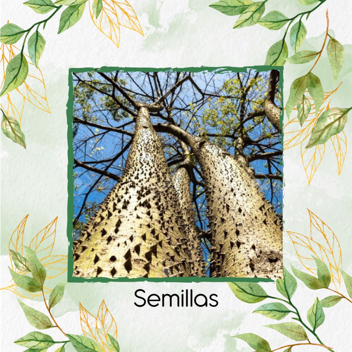 GENERICO - Kit Completo De Fertilizantes Para Árbol Ceiba Amarilla
